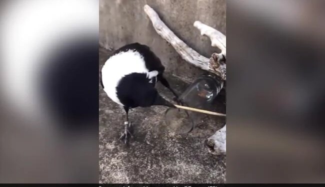Crow IQ Level Will Make You Think People Amazed To See It Watch Viral Video – कौए ने ग्लास में फंसी हुई चीज को बाहर निकालने के लिए लगाया गजब दिमाग, लोग बोले- Oxford से Phd है !