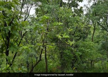 Optical Illusion Can You Spot Tiger In This Photo Find The Object Puzzle Viral Photo