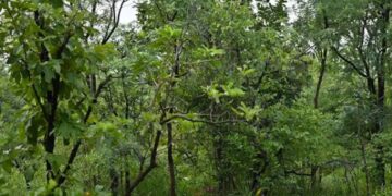 Optical Illusion Can You Spot Tiger In This Photo Find The Object Puzzle Viral Photo