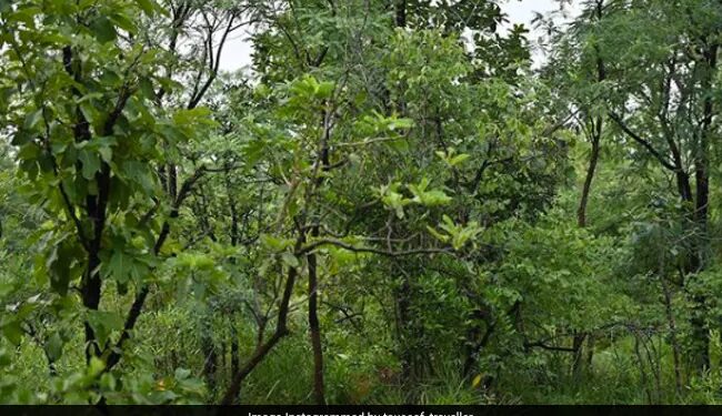 Optical Illusion Can You Spot Tiger In This Photo Find The Object Puzzle Viral Photo