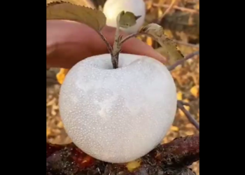 White Apple Video Went Viral On Social Media