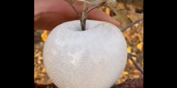 White Apple Video Went Viral On Social Media