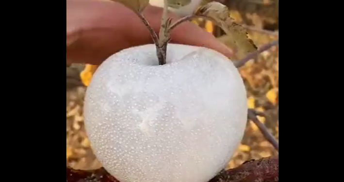 White Apple Video Went Viral On Social Media
