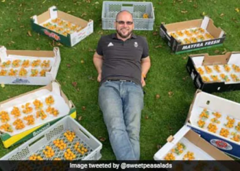British Gardner Sets World Record By Growing 839 Tomatoes From Single Stem