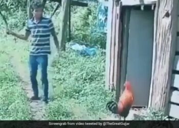 Chicken Attacked On Boy Who Teasing The Chicken With A Stick Watch Funny Video – लड़का डंडा लेकर मुर्गे को छेड़ रहा था, मुर्गे को आ गया गुस्सा, अचानक कर दिया हमला, लोग बोले- The Attack Of Chicken