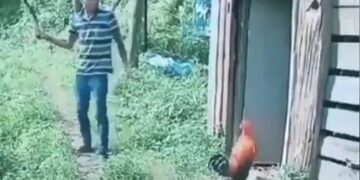 Chicken Attacked On Boy Who Teasing The Chicken With A Stick Watch Funny Video – लड़का डंडा लेकर मुर्गे को छेड़ रहा था, मुर्गे को आ गया गुस्सा, अचानक कर दिया हमला, लोग बोले- The Attack Of Chicken