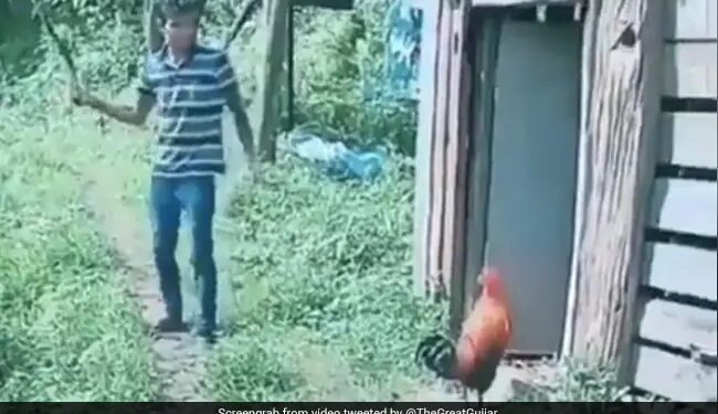 Chicken Attacked On Boy Who Teasing The Chicken With A Stick Watch Funny Video – लड़का डंडा लेकर मुर्गे को छेड़ रहा था, मुर्गे को आ गया गुस्सा, अचानक कर दिया हमला, लोग बोले- The Attack Of Chicken