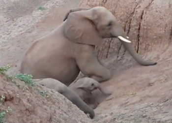 IFS Susant Nanda Shared A Cute Video Of Little Elephant Went Viral On Social Media