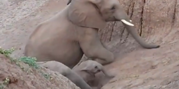 IFS Susant Nanda Shared A Cute Video Of Little Elephant Went Viral On Social Media