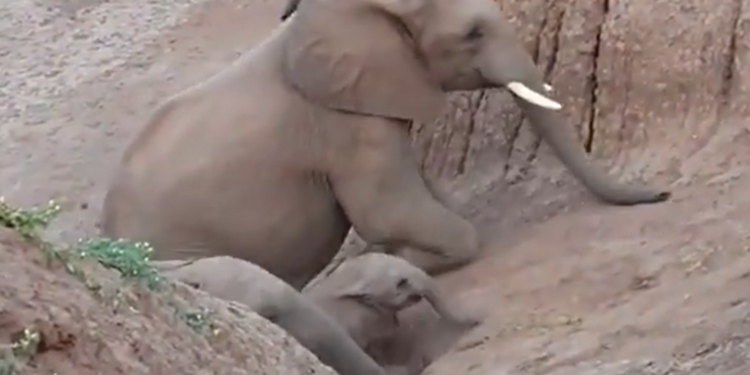 IFS Susant Nanda Shared A Cute Video Of Little Elephant Went Viral On Social Media