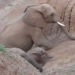 IFS Susant Nanda Shared A Cute Video Of Little Elephant Went Viral On Social Media