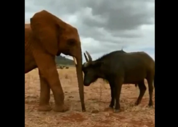 Elephant Plays With Buffalo Friend In This Super Sweet Video – एक हाथी और भैंस के इस वीडियो को देखने के बाद आप भी कहेंगे
