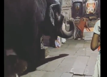 Whether Human Or Animal, True Bhakti Is All Thats Needed To Be Close To Bhagwan – गणपति के भक्ति में डूबे गजराज, वीडियो देख लोगों ने कहा