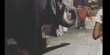 Whether Human Or Animal, True Bhakti Is All Thats Needed To Be Close To Bhagwan – गणपति के भक्ति में डूबे गजराज, वीडियो देख लोगों ने कहा