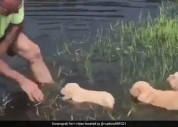 Man Helps Cute Puppies With Swimming Lessons Internet Loves It See Adorable Viral Video – कुत्ते के बच्चों को पानी में तैरना सिखा रहा था शख्स, लोगों ने की जमकर तारीफ, बोले