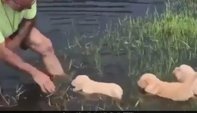 Man Helps Cute Puppies With Swimming Lessons Internet Loves It See Adorable Viral Video – कुत्ते के बच्चों को पानी में तैरना सिखा रहा था शख्स, लोगों ने की जमकर तारीफ, बोले