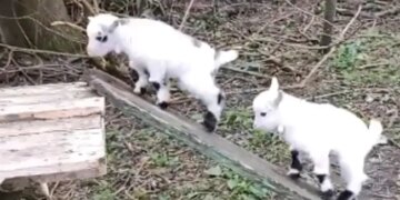Video Of Very Cute Goats Goes Viral People Loves It Says Enjoy Life Ups And Downs Like This – बकरी के बच्चे लकड़ी के पटरे पर चढ़कर झूल रहे थे, लोग बोले- जीवन के उतार-चढ़ाव को ऐसे करें एन्जॉय
