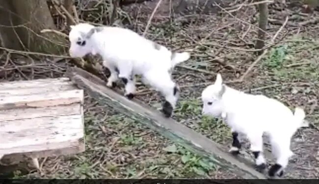 Video Of Very Cute Goats Goes Viral People Loves It Says Enjoy Life Ups And Downs Like This – बकरी के बच्चे लकड़ी के पटरे पर चढ़कर झूल रहे थे, लोग बोले- जीवन के उतार-चढ़ाव को ऐसे करें एन्जॉय