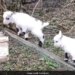 Video Of Very Cute Goats Goes Viral People Loves It Says Enjoy Life Ups And Downs Like This – बकरी के बच्चे लकड़ी के पटरे पर चढ़कर झूल रहे थे, लोग बोले- जीवन के उतार-चढ़ाव को ऐसे करें एन्जॉय