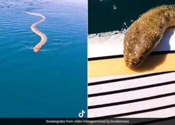 Man Films Huge Sea Snake Swimming Up To Him See Viral Video – समुद्री सांप कर रहा था पीछा, लेकिन कैमरा लेकर उसका वीडियो बना रहा था शख्स, फिर हुआ कुछ ऐसा