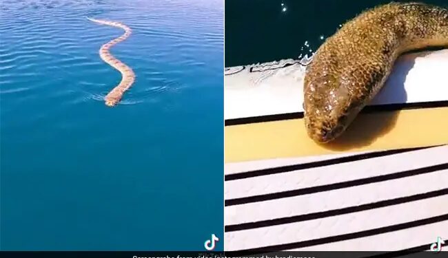 Man Films Huge Sea Snake Swimming Up To Him See Viral Video – समुद्री सांप कर रहा था पीछा, लेकिन कैमरा लेकर उसका वीडियो बना रहा था शख्स, फिर हुआ कुछ ऐसा