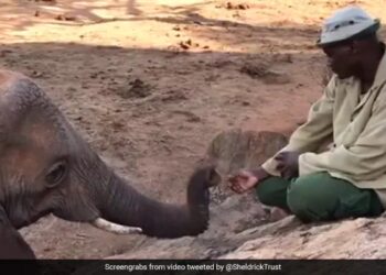 Elephant Returns To Say Hello To Keeper After Being Released Into The Forest See Viral Video