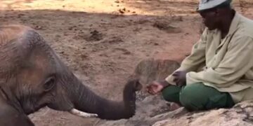 Elephant Returns To Say Hello To Keeper After Being Released Into The Forest See Viral Video