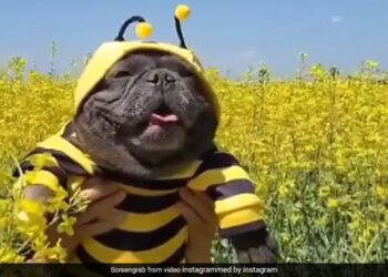 Dog Looks Like A Bee People Loves It Watch Cute Video – मधुमक्खी जैसा दिख रहा है ये कुत्ता, सोशल मीडिया पर वायरल हुआ Video, देखकर लोगों ने कहा