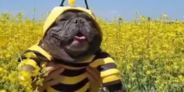 Dog Looks Like A Bee People Loves It Watch Cute Video – मधुमक्खी जैसा दिख रहा है ये कुत्ता, सोशल मीडिया पर वायरल हुआ Video, देखकर लोगों ने कहा