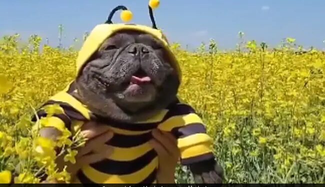 Dog Looks Like A Bee People Loves It Watch Cute Video – मधुमक्खी जैसा दिख रहा है ये कुत्ता, सोशल मीडिया पर वायरल हुआ Video, देखकर लोगों ने कहा