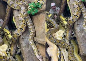 Viral Video Of Zoo Keeper Jay Brewer With Many Snakes – अकेले बड़े-बड़े सांपों के बीच बैठा रहा ये शख्स, वीडियो देख लोगों ने कहा