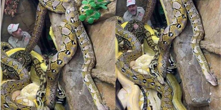 Viral Video Of Zoo Keeper Jay Brewer With Many Snakes – अकेले बड़े-बड़े सांपों के बीच बैठा रहा ये शख्स, वीडियो देख लोगों ने कहा