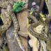 Viral Video Of Zoo Keeper Jay Brewer With Many Snakes – अकेले बड़े-बड़े सांपों के बीच बैठा रहा ये शख्स, वीडियो देख लोगों ने कहा