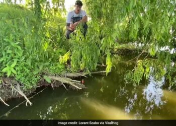 Giant Fish Pulls Fisherman Into The Water Watch Shocking Video – मछली पकड़ रहा था शख्स, अचानक तालाब से निकली एक विशाल मछली और खींच लिया पानी के अंदर