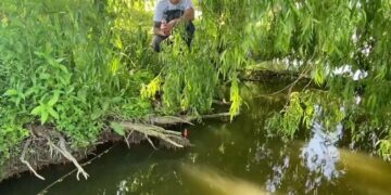 Giant Fish Pulls Fisherman Into The Water Watch Shocking Video – मछली पकड़ रहा था शख्स, अचानक तालाब से निकली एक विशाल मछली और खींच लिया पानी के अंदर