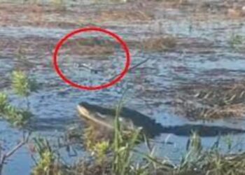 Google And Alphabet CEO Sundar Pichai Share Alligator Video Who Eating Drone