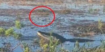 Google And Alphabet CEO Sundar Pichai Share Alligator Video Who Eating Drone