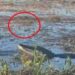 Google And Alphabet CEO Sundar Pichai Share Alligator Video Who Eating Drone