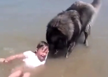 This Dog Saved A Girl Video Went Viral On Social Media