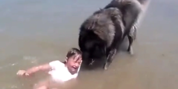 This Dog Saved A Girl Video Went Viral On Social Media