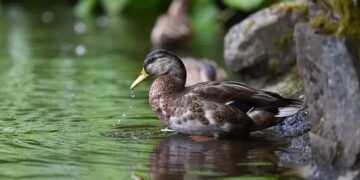 Australian Duck Starts Saying You Bloody Fool After Learning To Imitate Human Speech Claim Researcher – बत्तख निकालती है इंसानों की आवाज़, गुस्से में कहा