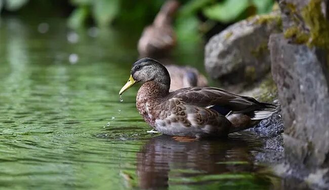 Australian Duck Starts Saying You Bloody Fool After Learning To Imitate Human Speech Claim Researcher – बत्तख निकालती है इंसानों की आवाज़, गुस्से में कहा