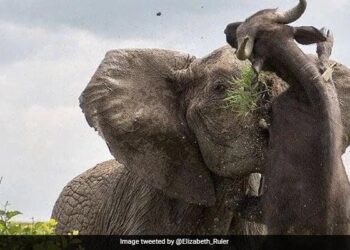 Elephant Spears A Half Ton Buffalo Pic Will Shock You Photo Goes Viral – भैंसे ने कर दिया था नाक में दम, तो गुस्साए हाथी ने उठाकर पटक दिया, लोग बोले