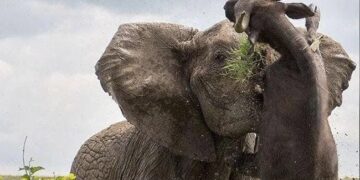 Elephant Spears A Half Ton Buffalo Pic Will Shock You Photo Goes Viral – भैंसे ने कर दिया था नाक में दम, तो गुस्साए हाथी ने उठाकर पटक दिया, लोग बोले
