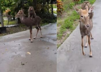 Monkey And Ass Funny Video Went Viral On Social Media – नटखट बंदर ने की हिरण की सवारी, लोगों ने कहा