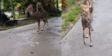 Monkey And Ass Funny Video Went Viral On Social Media – नटखट बंदर ने की हिरण की सवारी, लोगों ने कहा