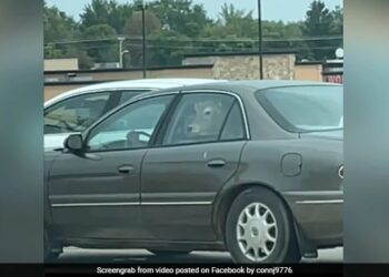 Viral Video Of Cow In Backseat Of Car Woman At Mcdonalds People Amazed To See It – महिला गाय को कार की बैकसीट पर बैठाकर अपने साथ ले गई McDonalds, फिर हुए कुछ ऐसा