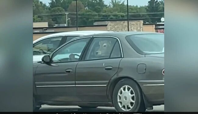 Viral Video Of Cow In Backseat Of Car Woman At Mcdonalds People Amazed To See It – महिला गाय को कार की बैकसीट पर बैठाकर अपने साथ ले गई McDonalds, फिर हुए कुछ ऐसा