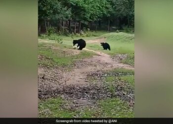 Bear Plays Football With Cub In Park Odisha Nabrangpur See Adorable Viral Video – भालू अपने बच्चों के साथ पार्क में खेल रहा था फुटबॉल, उछाल-उछालकर हवा में फेंक रहा था बॉल