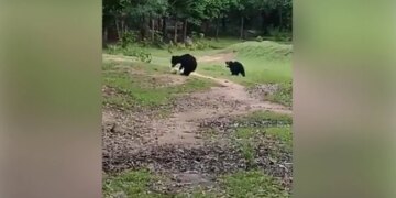 Bear Plays Football With Cub In Park Odisha Nabrangpur See Adorable Viral Video – भालू अपने बच्चों के साथ पार्क में खेल रहा था फुटबॉल, उछाल-उछालकर हवा में फेंक रहा था बॉल